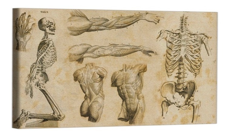 Cuadro Decorativo Canvas Para Consultorio Medico, Cuerpo