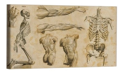 Foto 1 | Cuadro Decorativo Canvas Para Consultorio Medico, Cuerpo