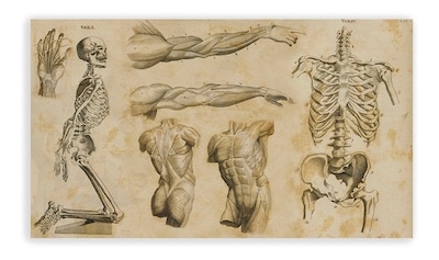 Foto 4 | Cuadro Decorativo Canvas Para Consultorio Medico, Cuerpo
