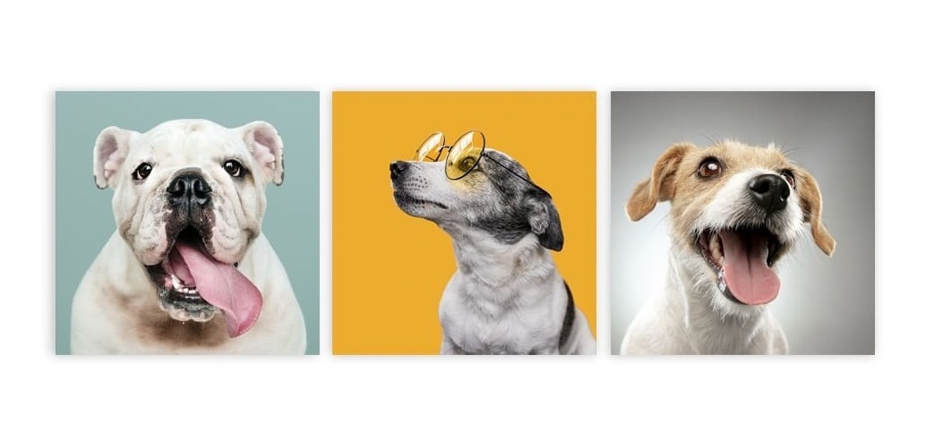 Set 3 Cuadros Decorativos Canvas Veterinario, Perros Y Gatos