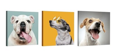 Foto 2 | Set 3 Cuadros Decorativos Canvas Veterinario, Perros Y Gatos