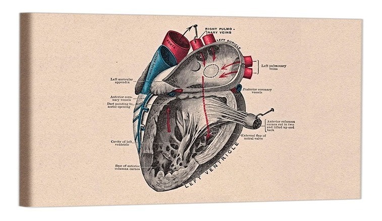 Cuadro Decorativo Canvas Para Consultorio Medico, Cuerpo