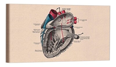 Foto 1 | Cuadro Decorativo Canvas Para Consultorio Medico, Cuerpo