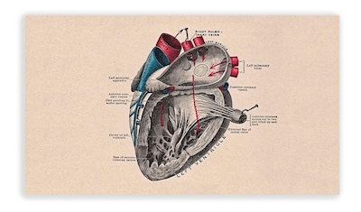 Foto 4 | Cuadro Decorativo Canvas Para Consultorio Medico, Cuerpo