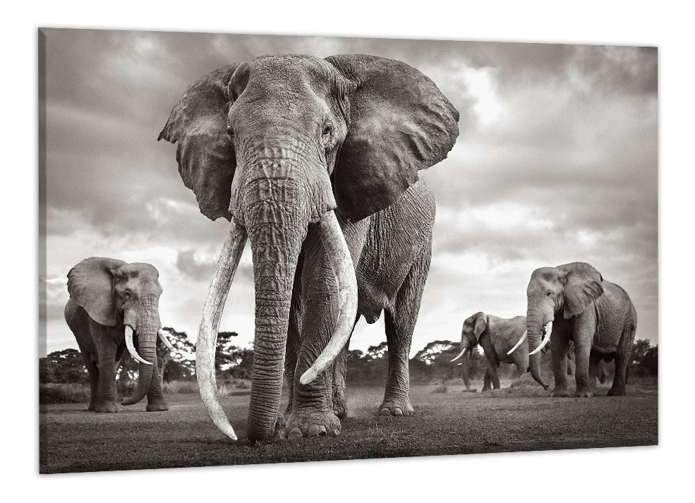 Foto 1 | Cuadros Elefantes Modernos Coloridos En Canvas Ecológicos Color Elefante 7 Armazón Bastidor