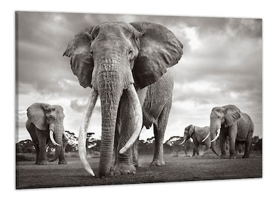 Foto 1 | Cuadros Elefantes Modernos Coloridos En Canvas Ecológicos Color Elefante 7 Armazón Bastidor