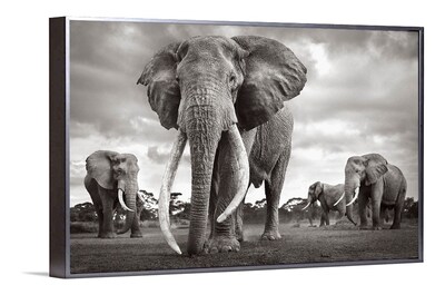Foto 5 | Cuadros Elefantes Modernos Coloridos En Canvas Ecológicos Color Elefante 7 Armazón Bastidor