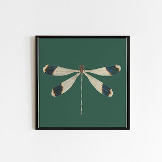 Foto 1 | Cuadro Libélula Vintage Aestrhetic Con Marco Madera 43x43cm