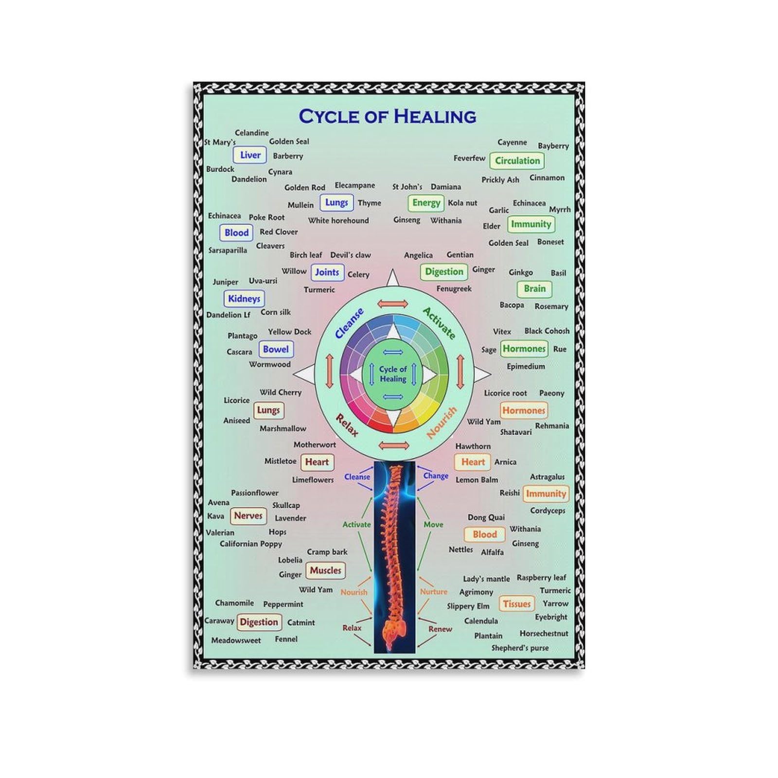 Lámina Mural Cycle Of Healing Herbalism 40 x 60 cm - Venta Internacional