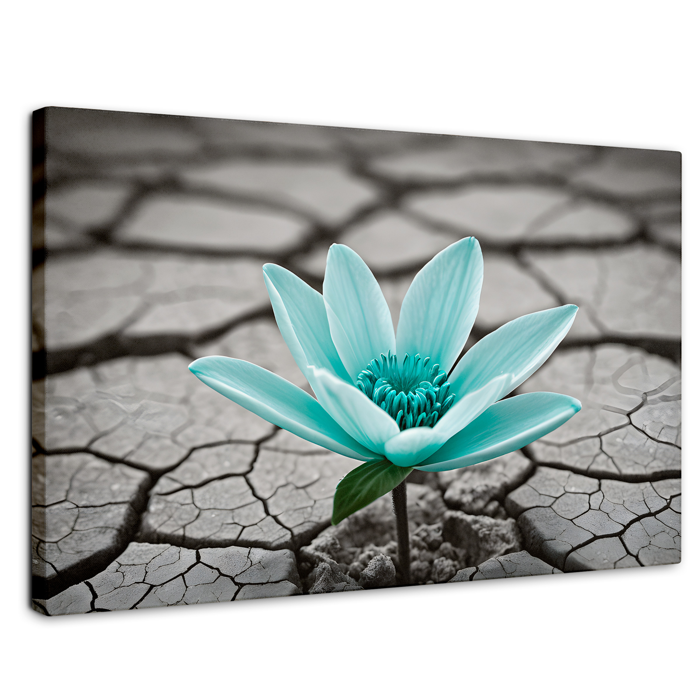 Cuadro Blanco Y Negro Canvas  Flor Sobre Piedra 90x60
