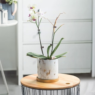 Foto 5 | Ilios Innova | Maceta De Cerámica Con Plato De Base Color Blanco Estilo Marmol