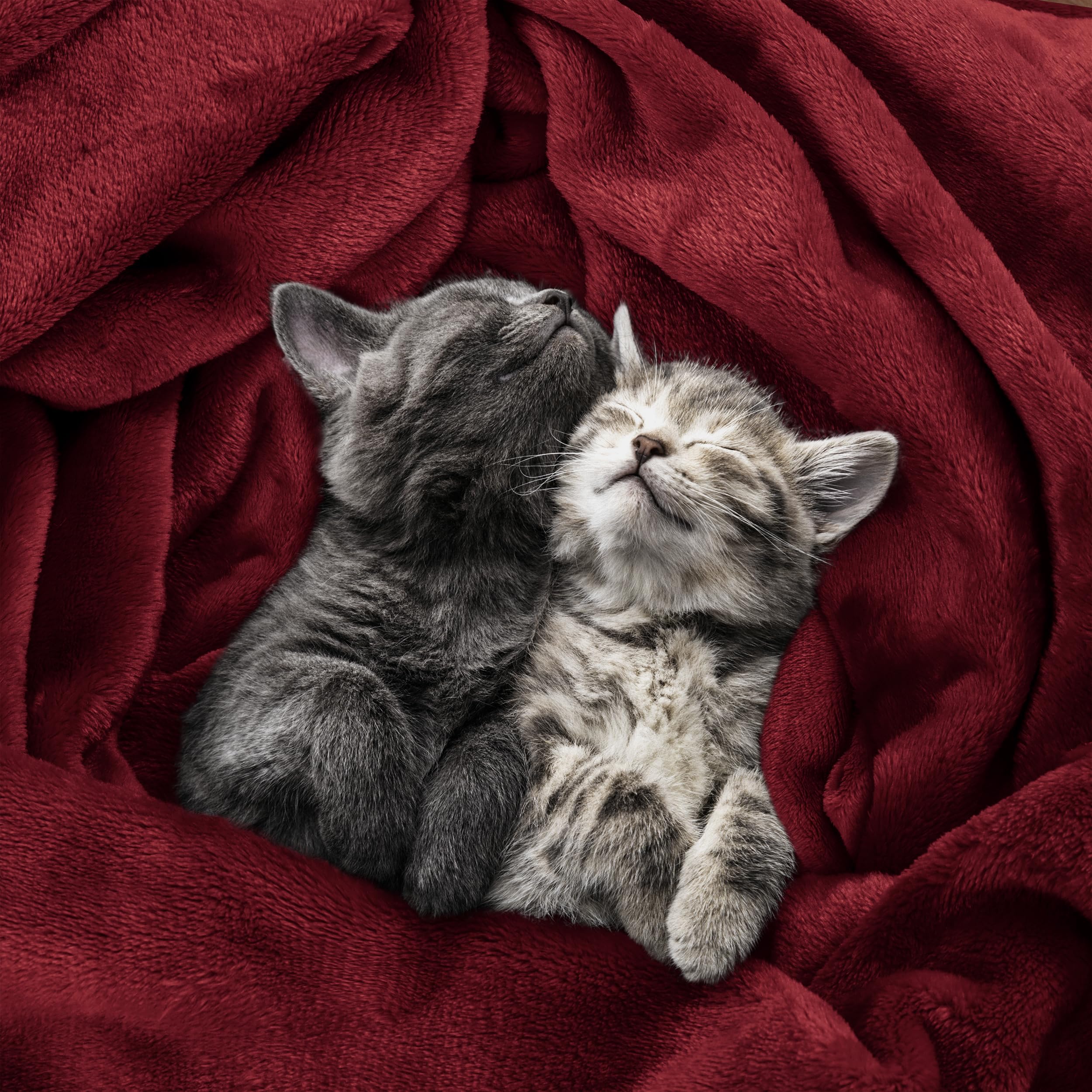 Foto 4 | Cama Polar Blanket Utopia, Tamaño King, Color Burdeos, 300 G/m² - Venta Internacional.