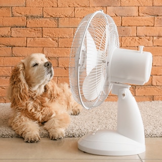 Foto 2 | 2 Pack Ventilador De Escritorio Abanico De Mesa Oscilatorio