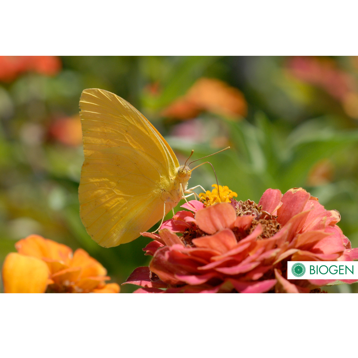 Foto 2 | Bioinsecticida Control Plagas Biogen Biocure 1l