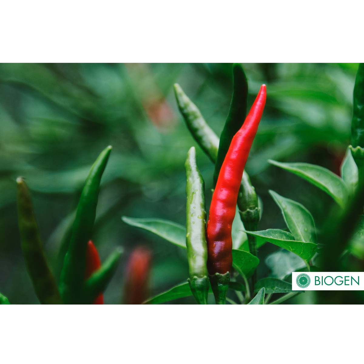 Foto 4 pulgar | Bioinsecticida Control Plagas Biogen Biocure 1l