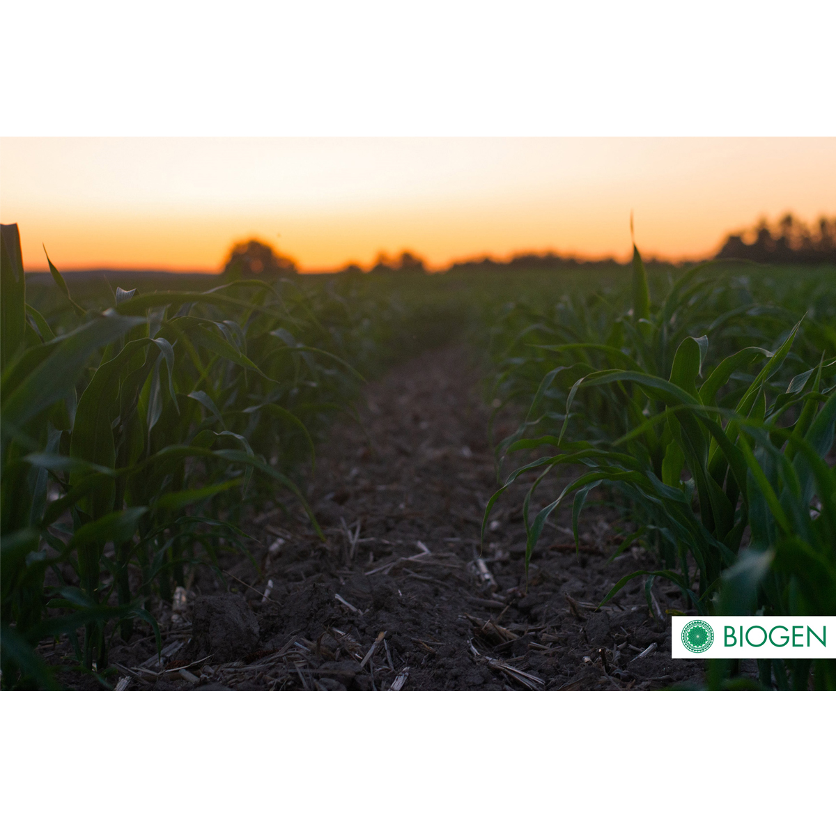 Foto 5 pulgar | Bioinsecticida Control Plagas Biogen Biocure 1l