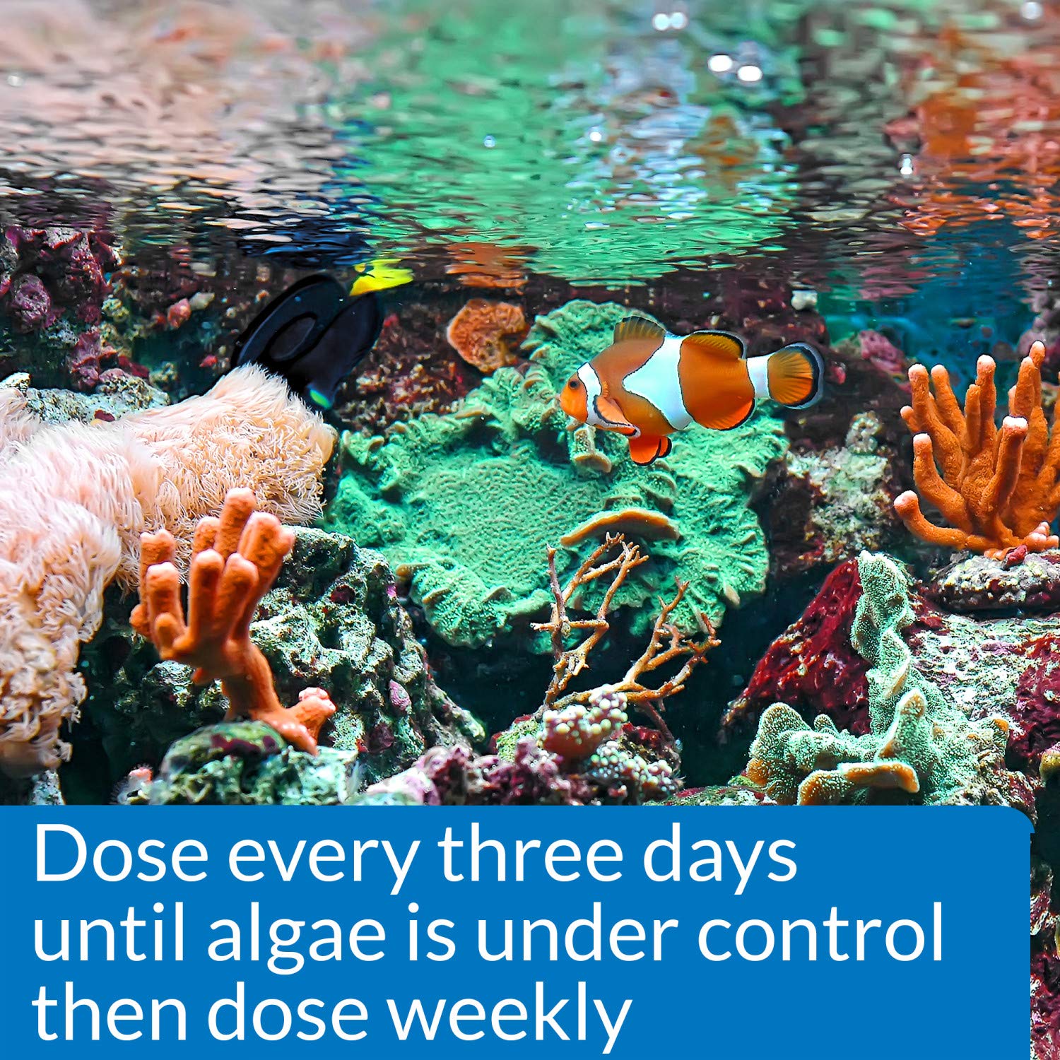 Foto 3 pulgar | Botella De 473 Ml Algae Control Api Marine Algaefix - Venta Internacional.