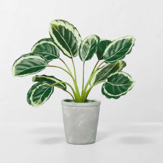 Planta Calathea Sintética Para El Hogar Interior