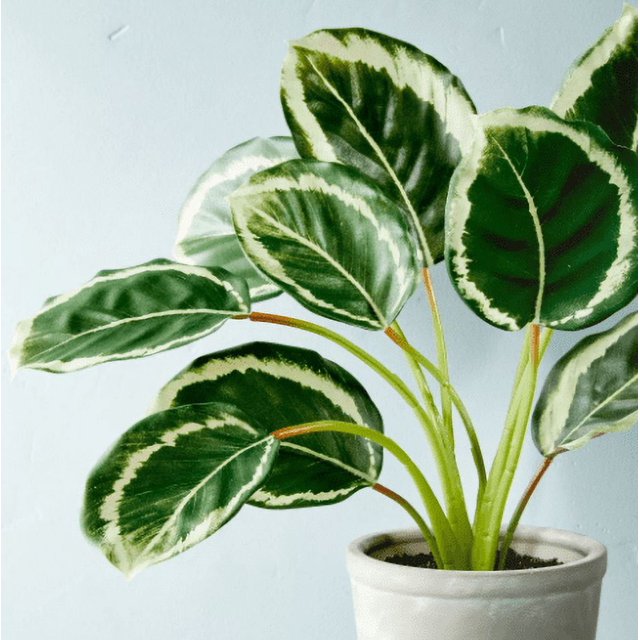 Foto 4 pulgar | Planta Calathea Sintética Para El Hogar Interior