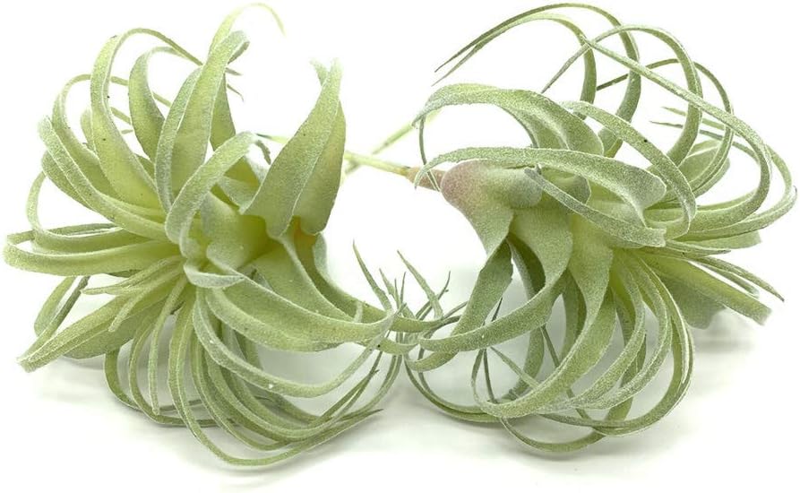 Foto 1 | Venta Internacional - Plantas Suculentas Artificiales Jieyou Real Touch, 17 Cm, 2 Unidades