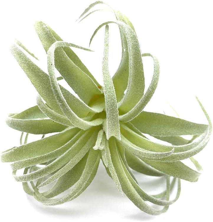 Foto 5 | Venta Internacional - Plantas Suculentas Artificiales Jieyou Real Touch, 17 Cm, 2 Unidades