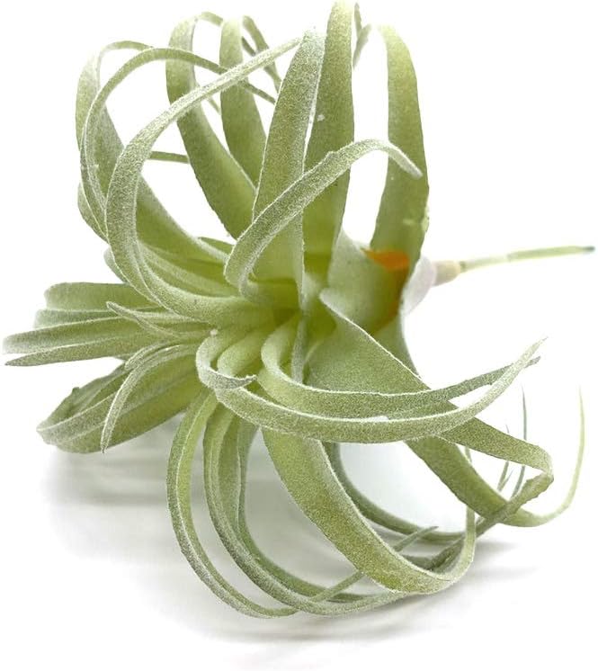 Foto 6 | Venta Internacional - Plantas Suculentas Artificiales Jieyou Real Touch, 17 Cm, 2 Unidades