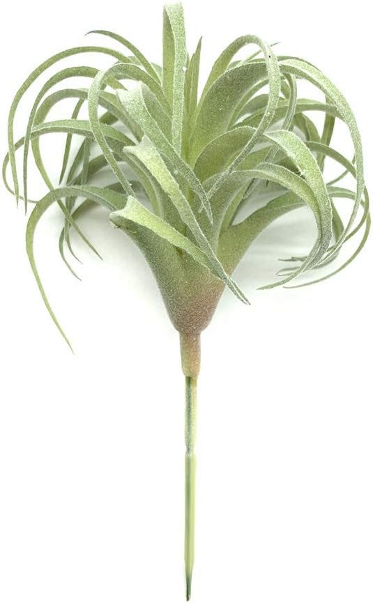 Foto 7 | Venta Internacional - Plantas Suculentas Artificiales Jieyou Real Touch, 17 Cm, 2 Unidades