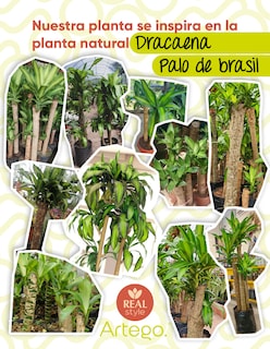 Foto 4 | Planta Artificial Decorativa Moderna Con Maceta Dracaena Palo De Brasil Grande De 170cm De Alto Artego