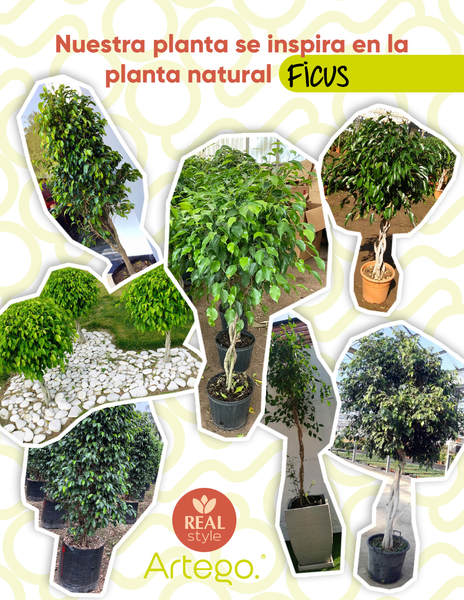 Foto 4 | Planta Artificial Decorativa Moderna Con Maceta Ficus Grande De 170cm De Alto Artego Para Hogar Sala Comercio Oficina