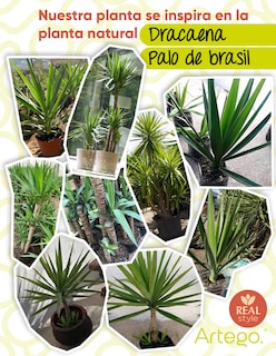 Foto 4 | Planta Artificial Decorativa Moderna Con Maceta Dracaena Palo De Brasil De 140cm De Alto Artego Para Hogar Sala