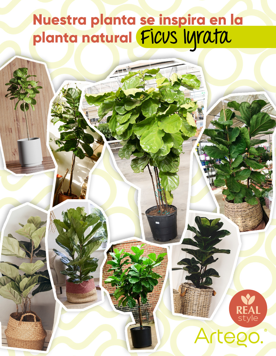 Foto 5 pulgar | Planta Artificial Decorativa Moderna Con Maceta Ficus Lyrata Grande De 180cm De Alto Artego Para Hogar Sala Comercio