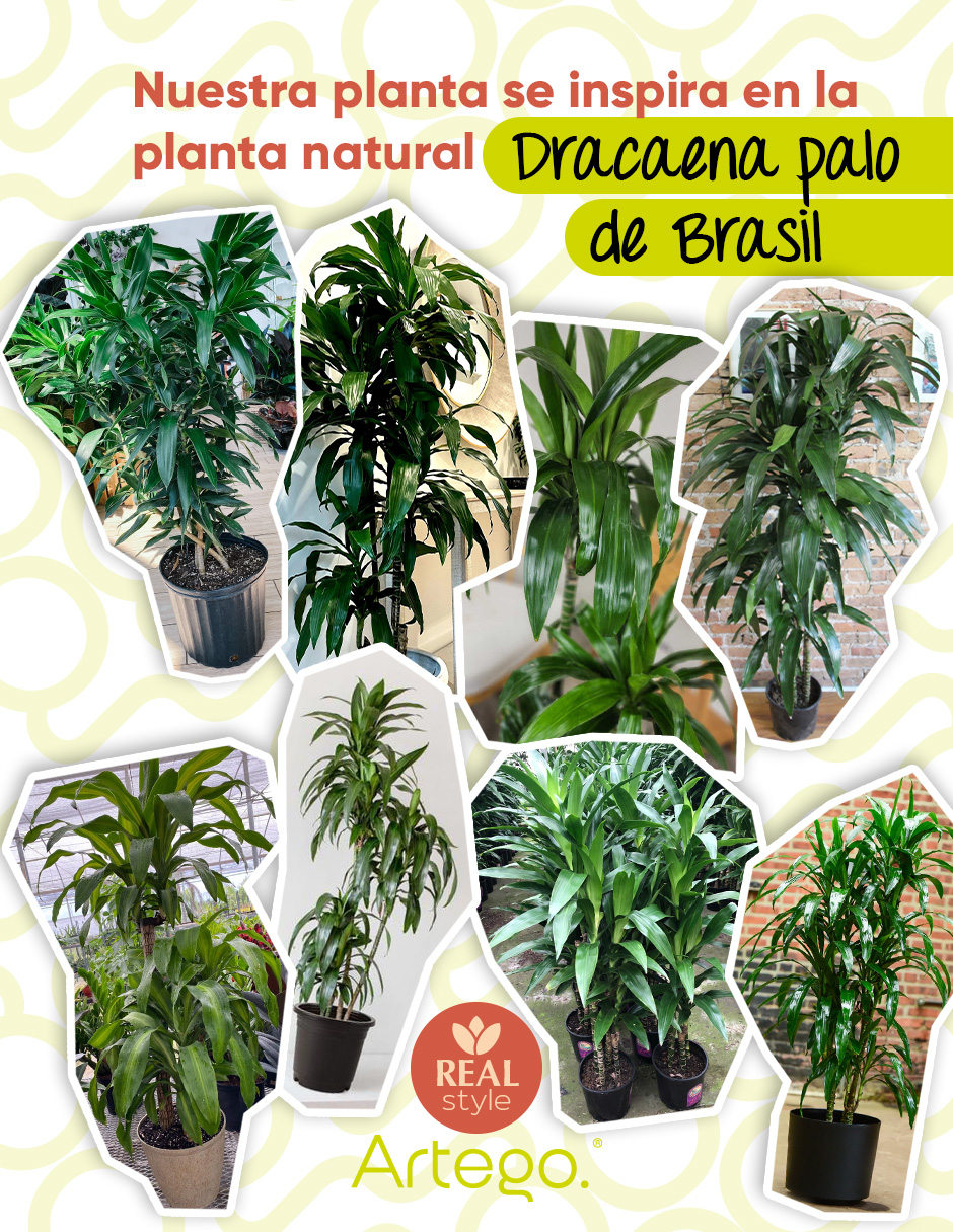 Foto 5 pulgar | Planta Artificial Decorativa Moderna Con Maceta Dracaena Palo De Brasil Grande De 150cm De Alto Artego