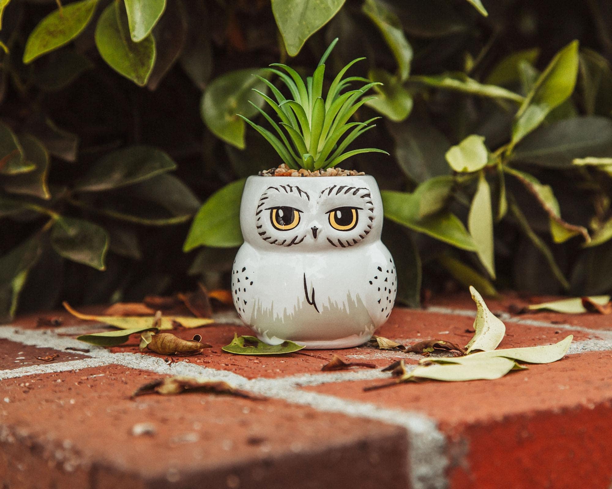 Foto 7 pulgar | Mini Maceta Silver Buffalo Harry Potter Hedwig Con Suculentas - Venta Internacional.