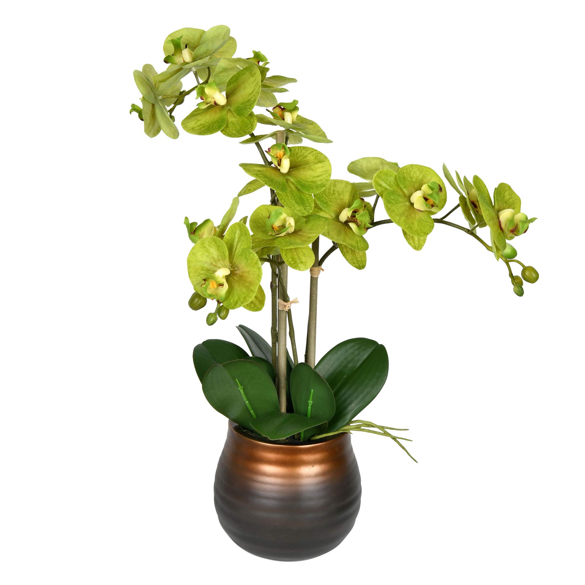 Foto 1 | Spray Para Plantas En Maceta Vickerman Everyday 22 Green Phalaenopsis - Venta Internacional.