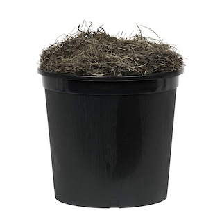Foto 5 | Capensia Artificial Vickerman Everyday De 1,2 M Con Maceta - Venta Internacional.