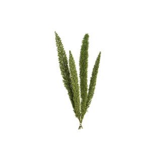 Foto 1 | Follaje Seco Y Preservado Helecho Cola De Zorra Verde Vickerman - Venta Internacional.