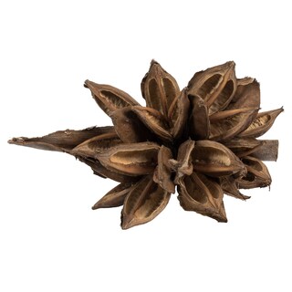 Foto 1 | Vickerman, Planta Sintética Decorativa, Forma De Estrella Natural, De 6 A 11 Cm - Venta Internacional.