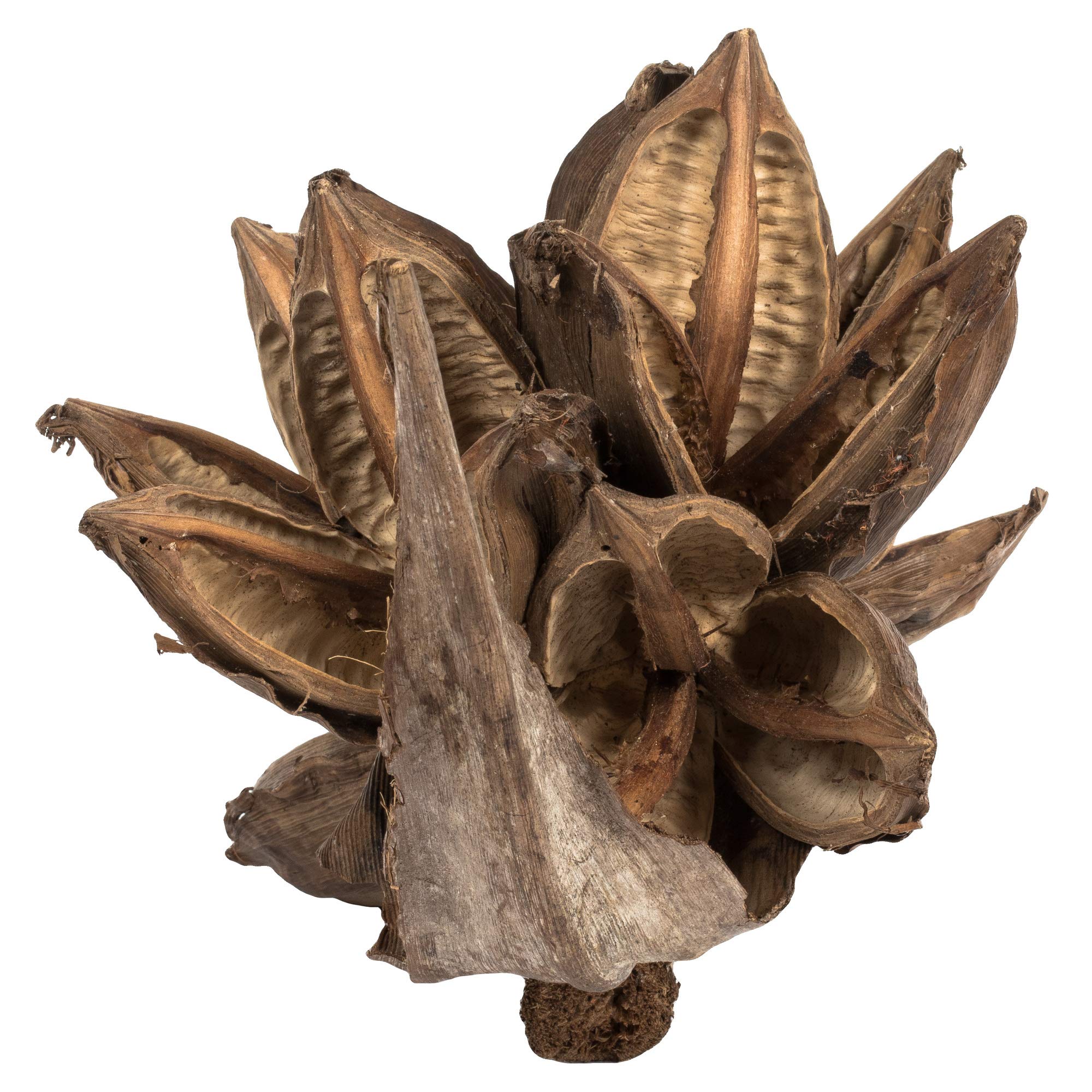 Foto 4 | Vickerman, Planta Sintética Decorativa, Forma De Estrella Natural, De 6 A 11 Cm - Venta Internacional.