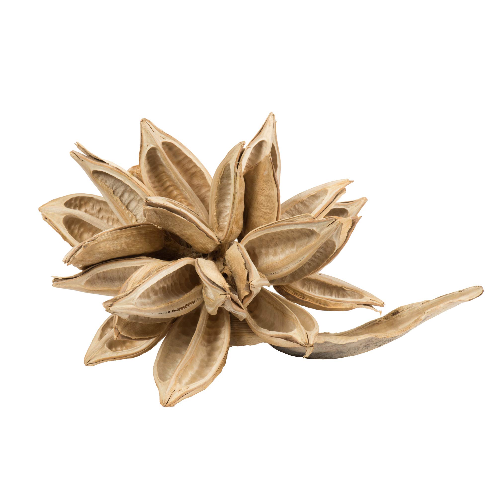 Foto 1 | Cápsula Decorativa Con Forma De Estrella Blanqueada Vickerman, Extra Grande, De 12 A 16 Cm - Venta Internacional.