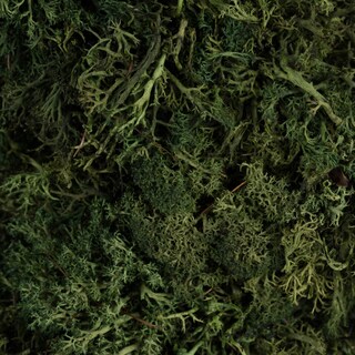 Foto 5 | Corona Cuadrada De Musgo De Reno Artificial Vickerman, 15,5 Cm - Venta Internacional.