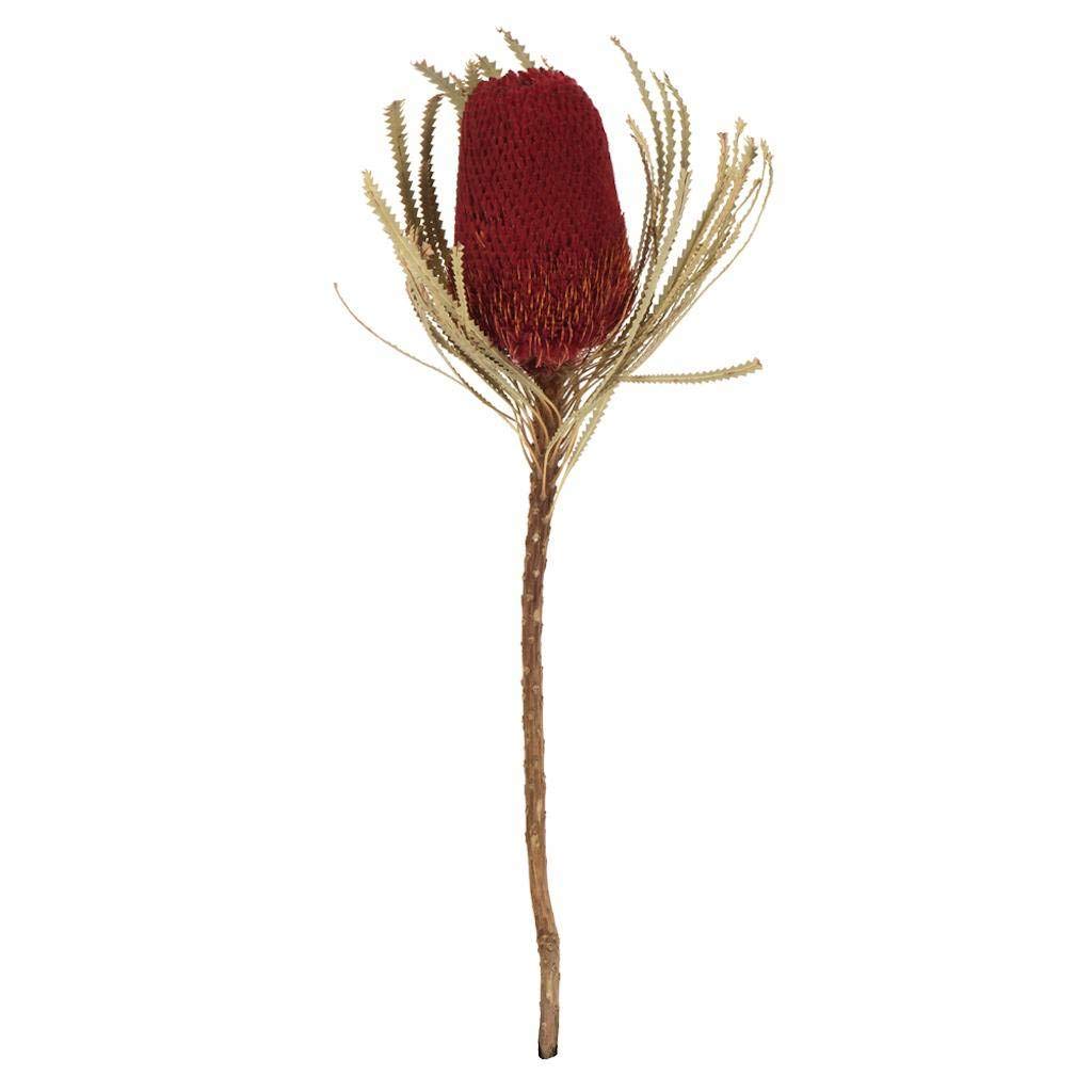 Paquete De Flores Preservadas Vickerman Red Banksia Flower, Paquete De 3 - Venta Internacional.