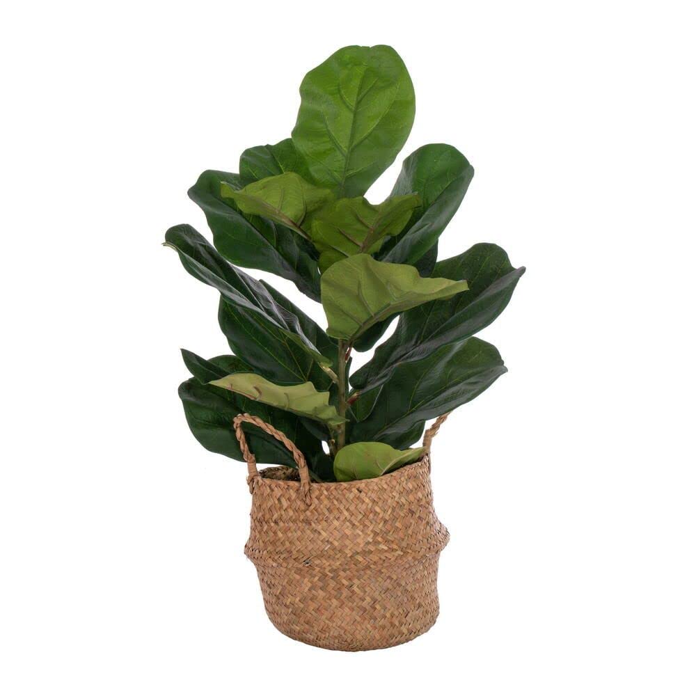 Foto 2 pulgar | Planta Artificial Vickerman Con Forma De Hoja De Violín Verde, 27 Cm, Con Cesta - Venta Internacional.