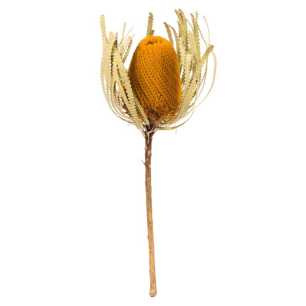 Paquete De Flores Preservadas Vickerman Aspen Gold Banksia, Paquete De 3 - Venta Internacional.