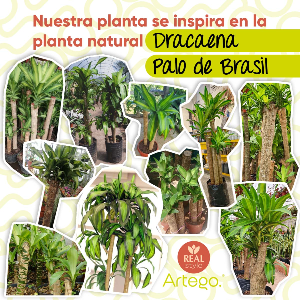 Foto 5 pulgar | Planta Artificial Moderna Con Maceta Decorativa Real Style Congo Dracaena Palo De Brasil Grande De 150cm De Alto Artego