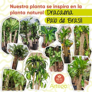 Foto 4 | Planta Artificial Moderna Con Maceta Decorativa Real Style Congo Dracaena Palo De Brasil Grande De 150cm De Alto Artego