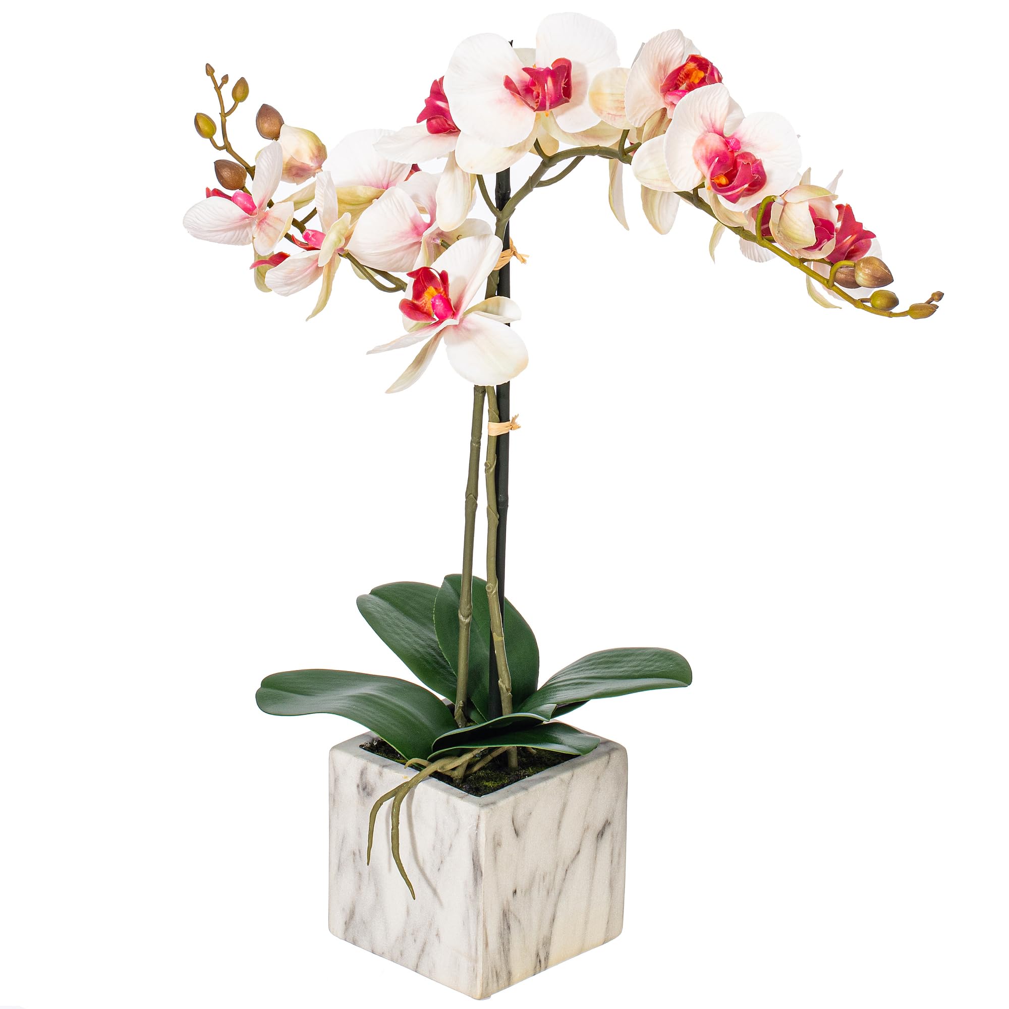 Foto 7 pulgar | Flor Artificial Vickerman Everyday 22 Phalaenopsis - Venta Internacional