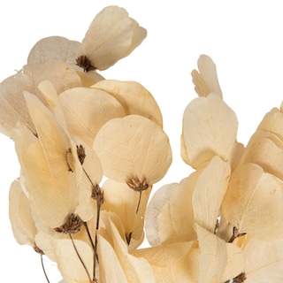 Foto 2 | Hojas de Moneta Secas y Blanqueadas Vickerman - Venta Internacional