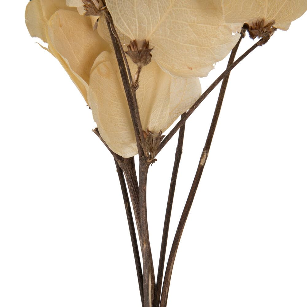 Foto 4 | Hojas de Moneta Secas y Blanqueadas Vickerman - Venta Internacional