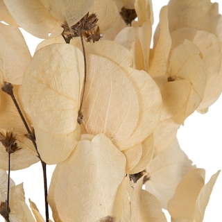 Foto 5 | Hojas de Moneta Secas y Blanqueadas Vickerman - Venta Internacional