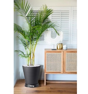 Foto 3 | 2 Macetas Grande Moderna Minimalista Interior Exterior Plato Negro